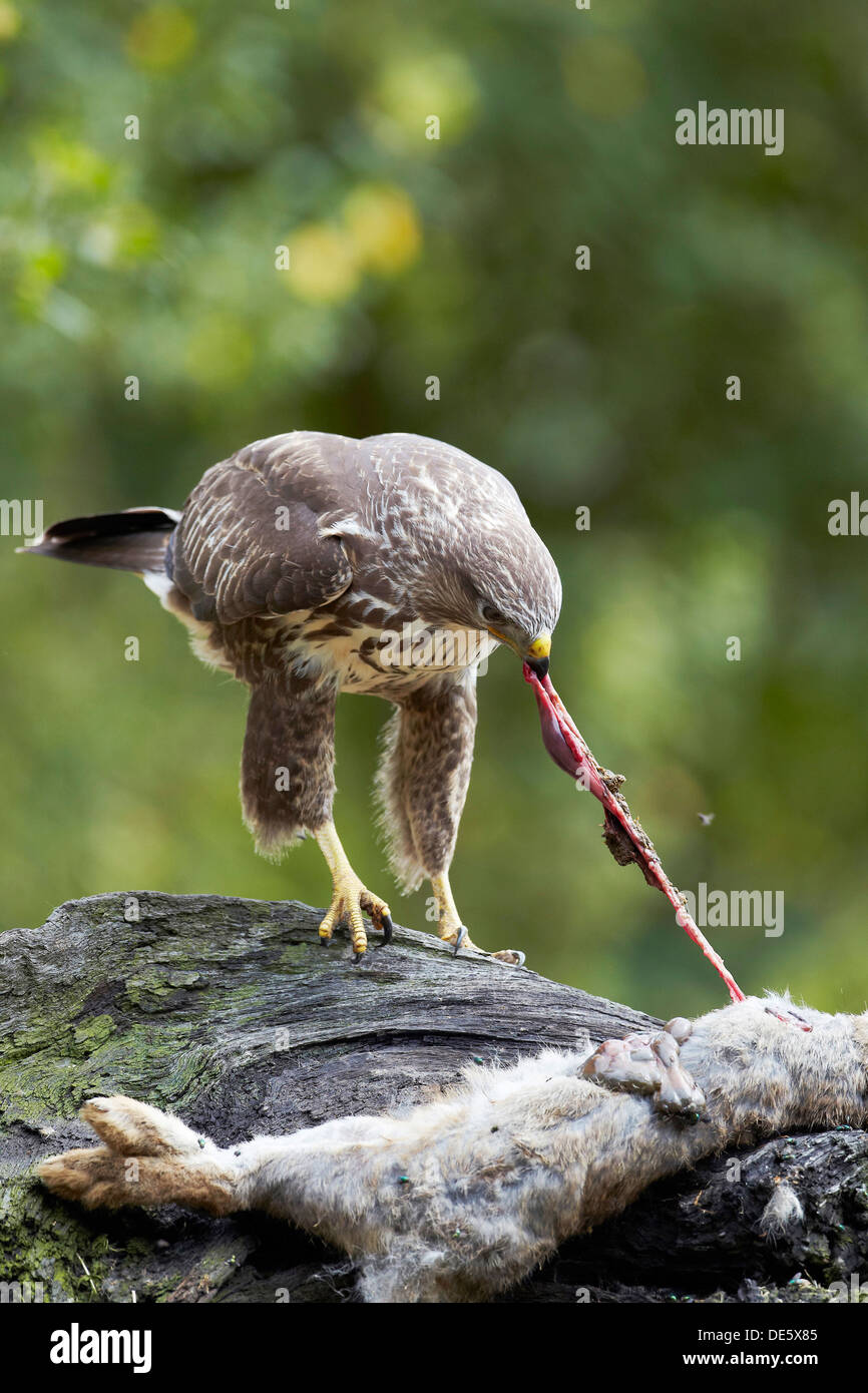 Buzzard, Buteo buteo se nourrissent d'une carcasse de lapin, East Yorkshire, UK Banque D'Images