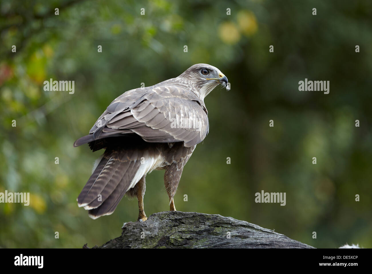 Buse variable, Buteo buteo, East Yorkshire, UK Banque D'Images