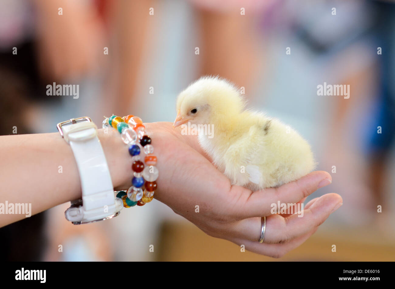 Une personne titulaire d'un poussin. Banque D'Images