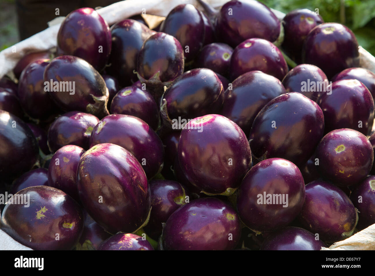 L'Inde, Uttar Pradesh, Agra, aubergines au marché aux légumes Banque D'Images