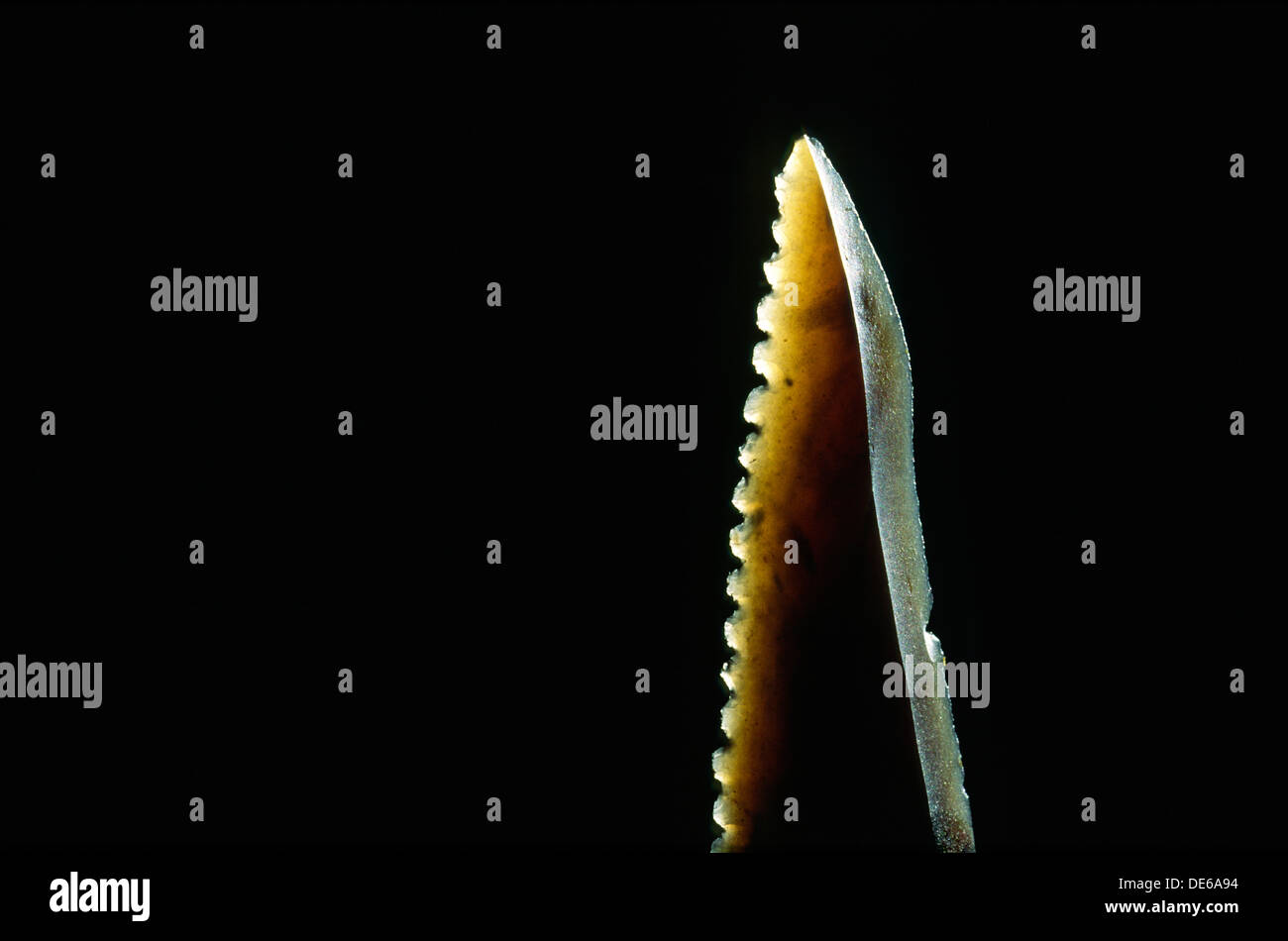 Flint couteau dentelé. Sharp edge translucides. Exact réplique moderne d'outil préhistorique à la main par une technique de point de pression Banque D'Images