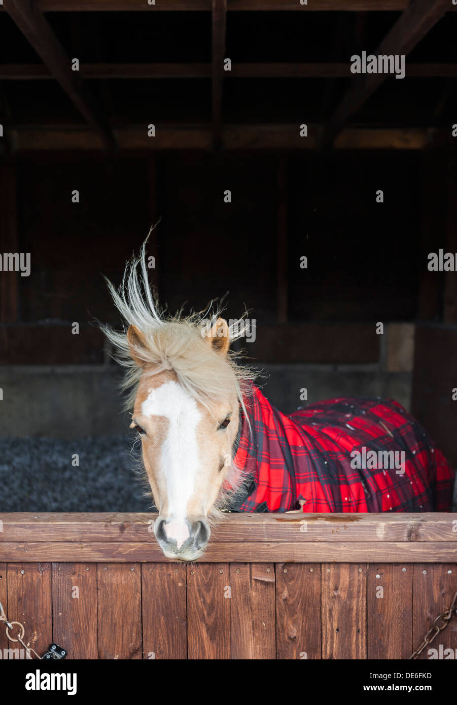 Un poney Palomino reste en dehors de la chambre froide dans son écurie avec nouvelle couverture tartan pour un peu de chaleur supplémentaire. Banque D'Images