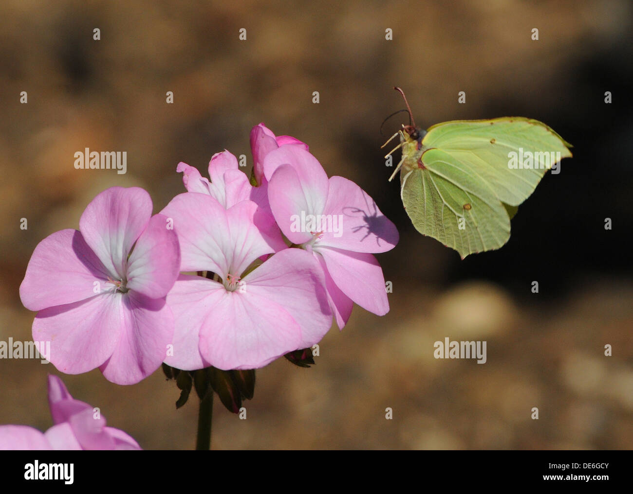 BRIMSTONE PAPILLON SUR GÉRANIUMS DANS UN JARDIN DE PORTCHESTER, HAMPSHIRE Banque D'Images