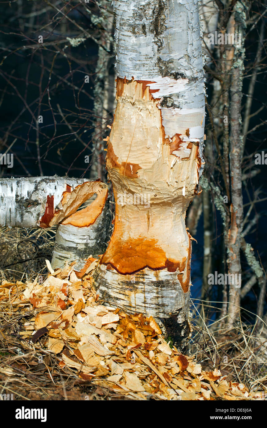 Les copeaux de bois autour de bouleau, montrant les dommages causés par rongeant eurasien par castor (Castor fiber) Banque D'Images