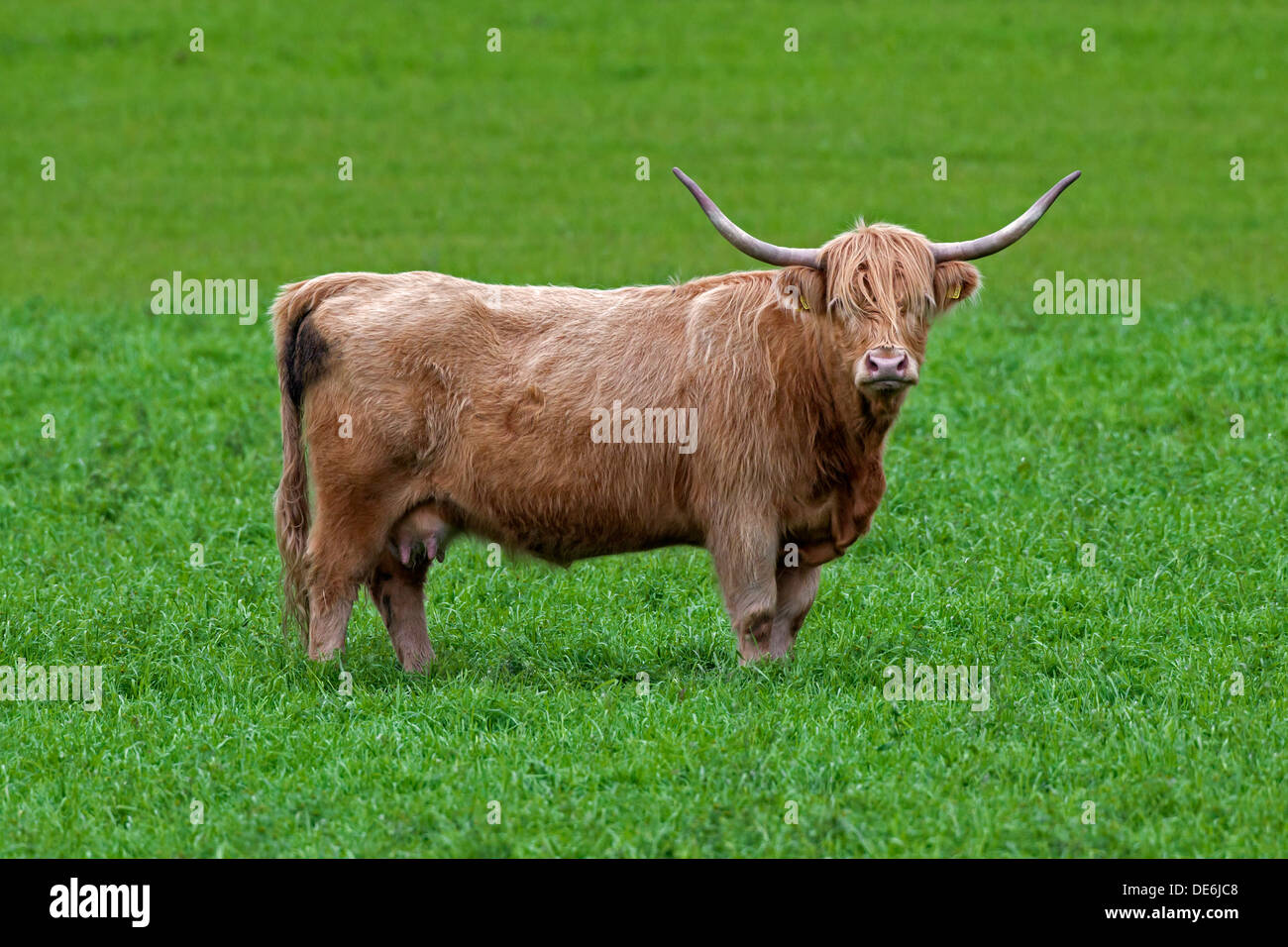 Highland cattle rouge (Bos taurus) avec de grandes cornes de vache dans le pré Banque D'Images
