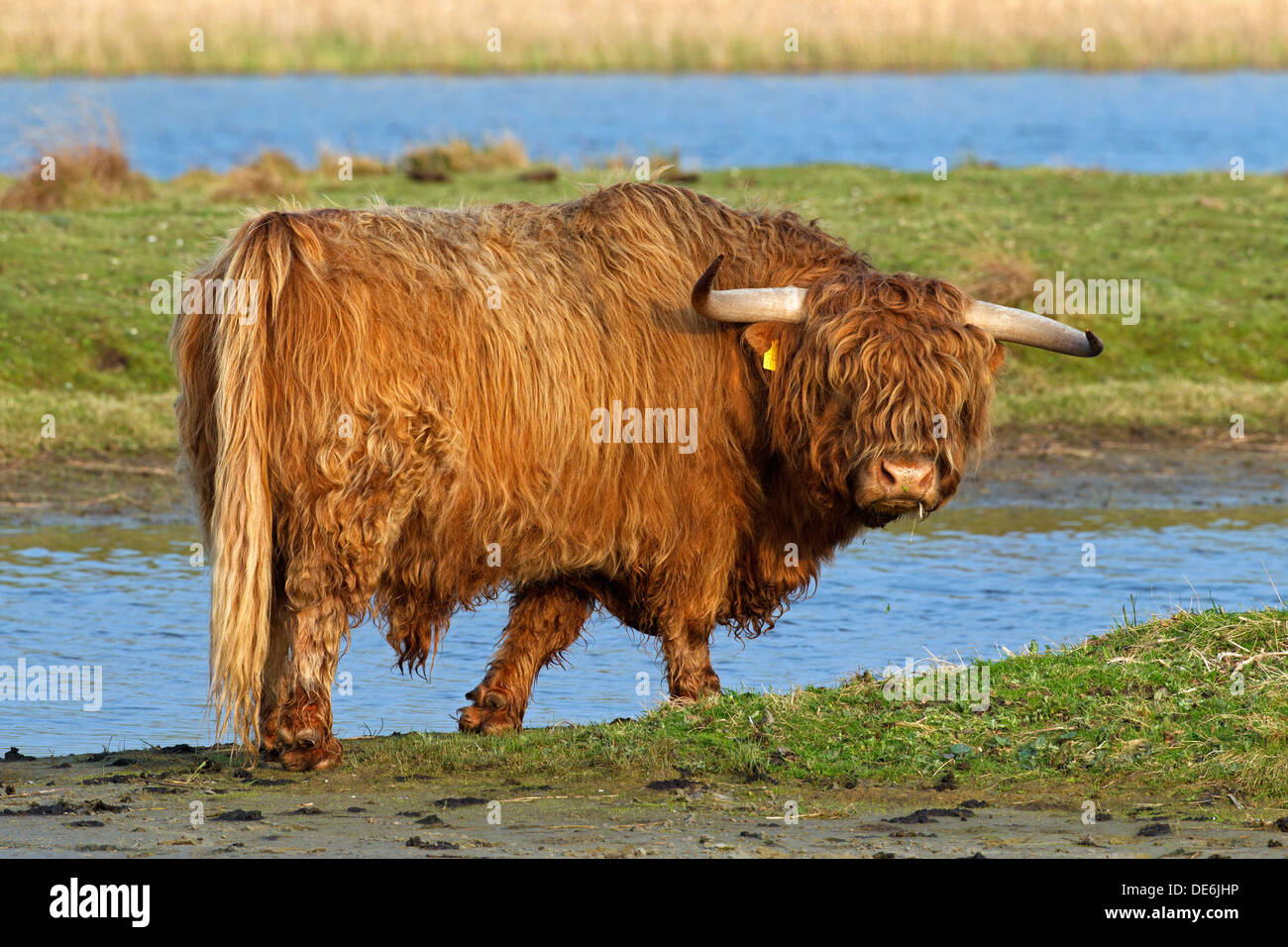 Highland cattle rouge (Bos taurus) bull avec de grandes cornes dans domaine Banque D'Images