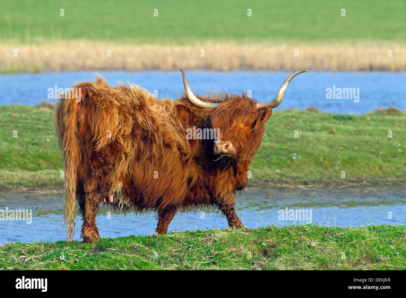 Highland cattle rouge (Bos taurus) cow in field Banque D'Images