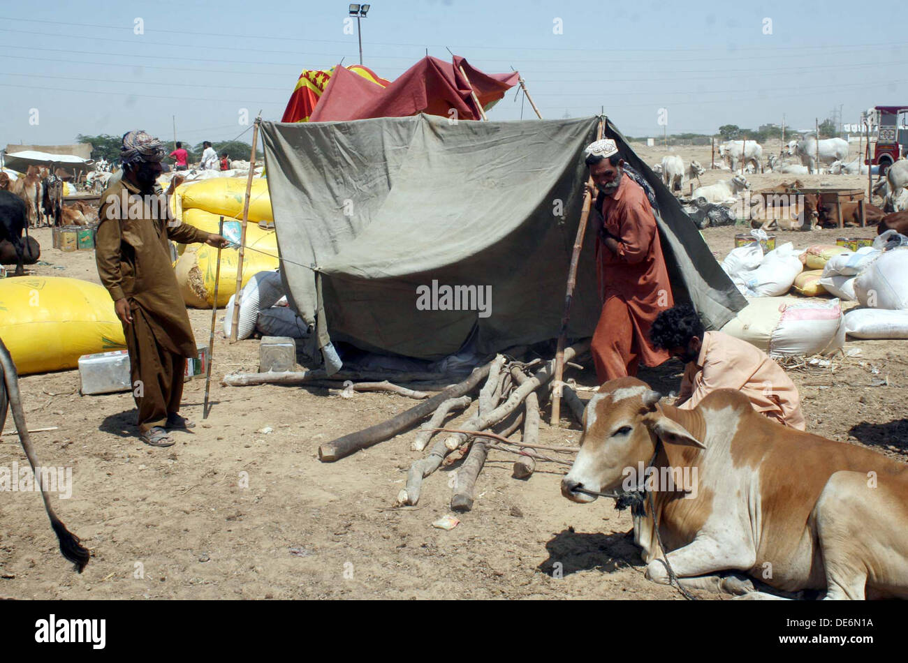 Emploi occupé dans leurs travaux lors d'une faire-shift animaux sacrificiels marché établie pour le festival Eid-ul-Azha, à l'autoroute de l'information à Karachi le Jeudi, Septembre 12, 2013. Banque D'Images