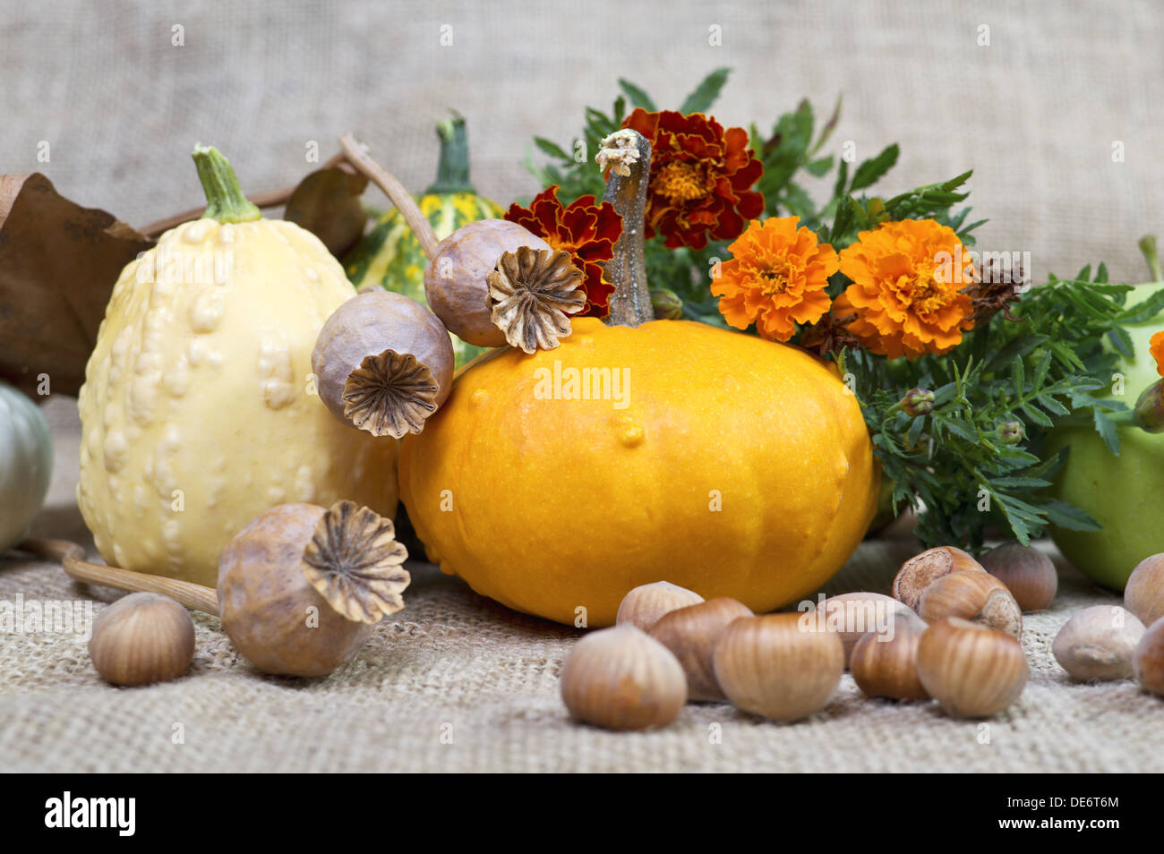 Nature morte avec fleurs automne citrouilles, Tagetes, noisette et sec du pavot. Banque D'Images
