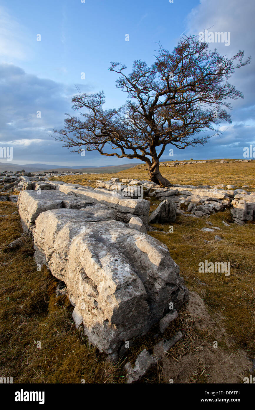 Arbre d'aubépine et lapiez à Winskill réserve naturelle de pierres près de régler, du Yorkshire, UK Banque D'Images