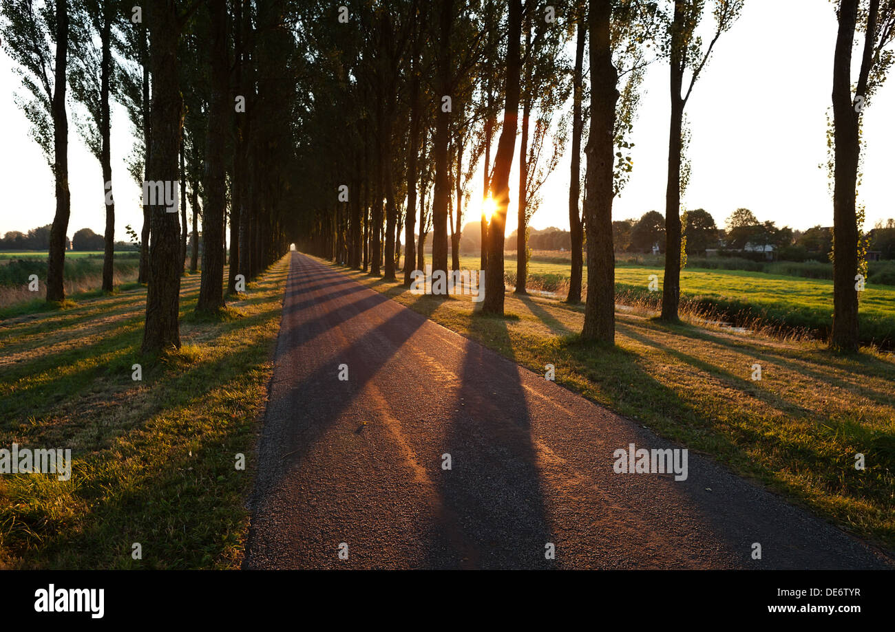 Soleil à travers les rangées d'arbres par la route après le lever du soleil Banque D'Images