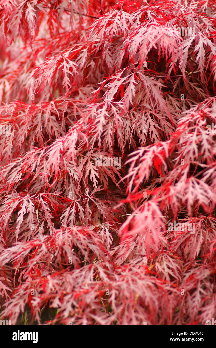 Japonais rouge-sang feuilles acer Banque D'Images