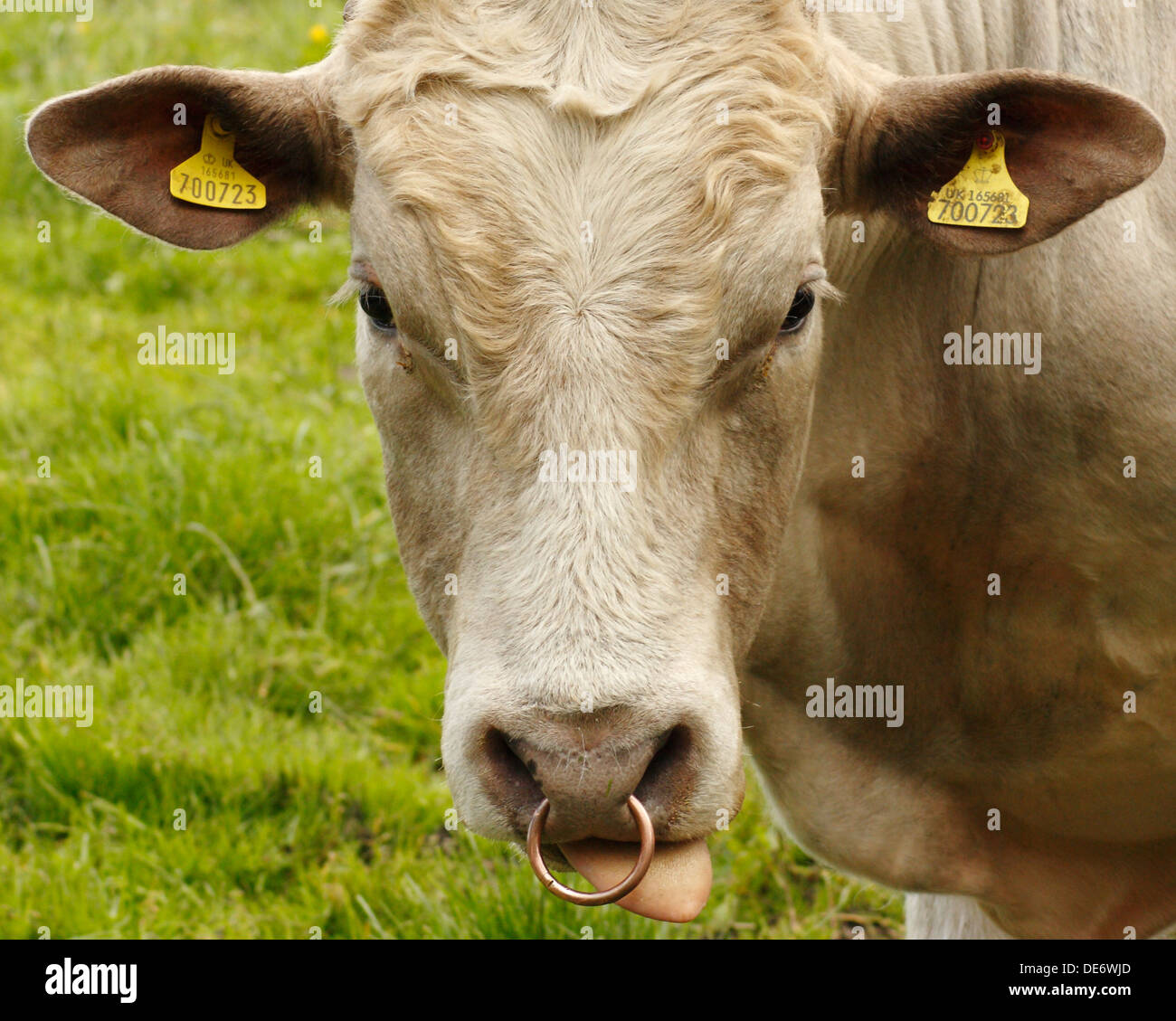 Bull en Limousin avec anneau dans le nez et langue dans les pâturages de Peak District. Banque D'Images