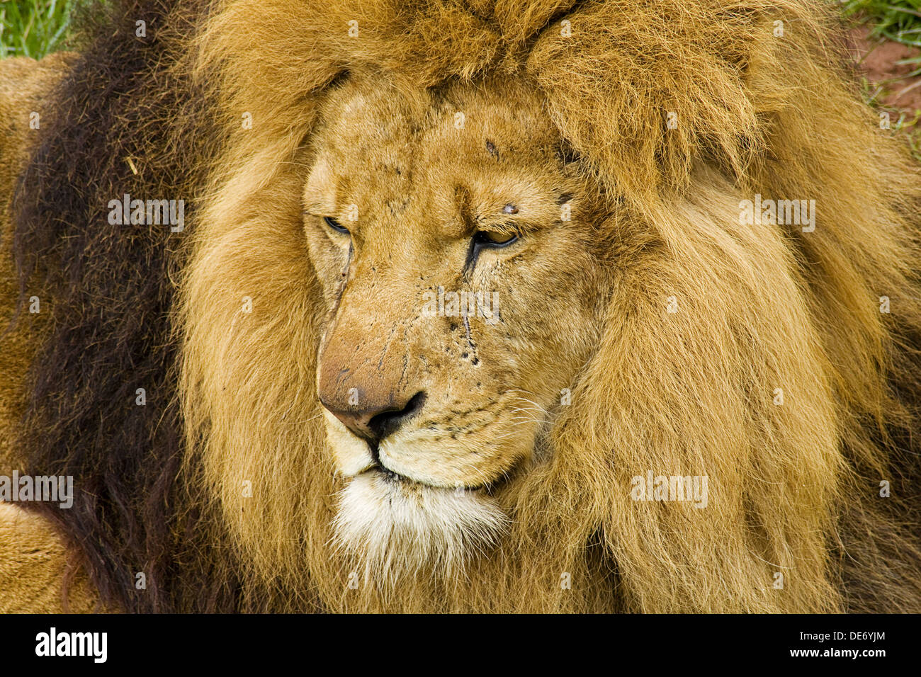 Close up head shot of a male lion un gros chat le roi de la jungle, avec des traces de combat Banque D'Images