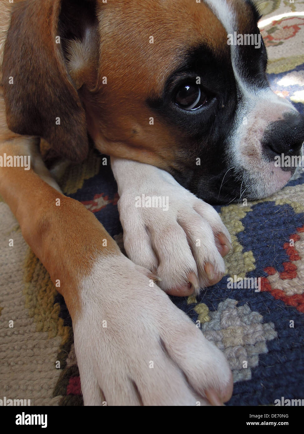 Un boxer chiot couché sur le tapis se reposant Banque D'Images