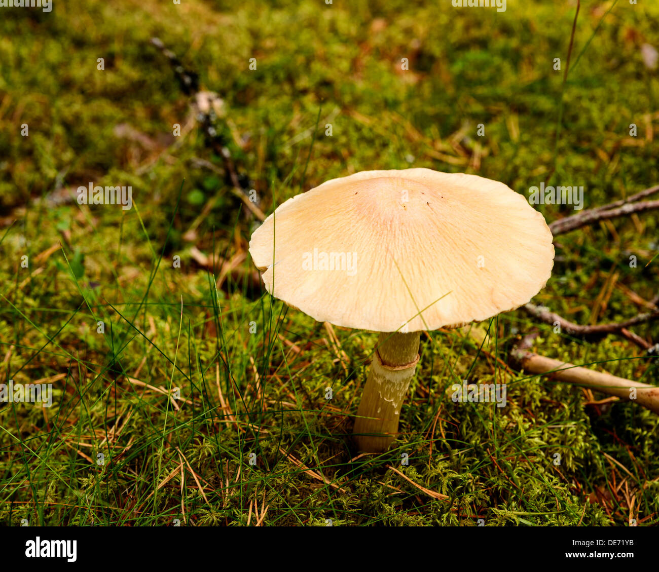 L'automne dans le paysage à Elverum, Hedmark, Norvège. Banque D'Images