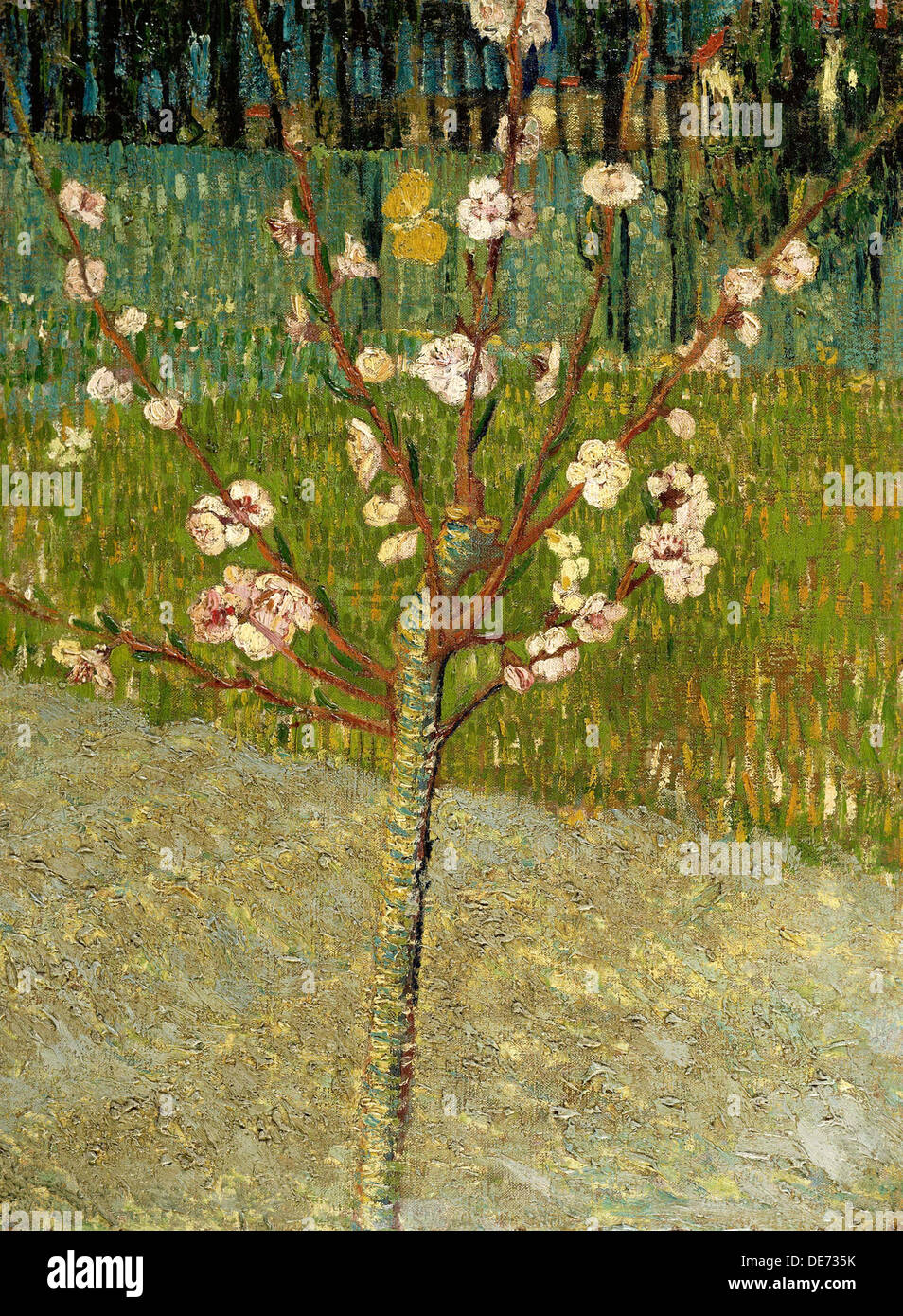 Amandier en fleurs, 1888. Artiste : van Gogh, Vincent, (1853-1890) Banque D'Images