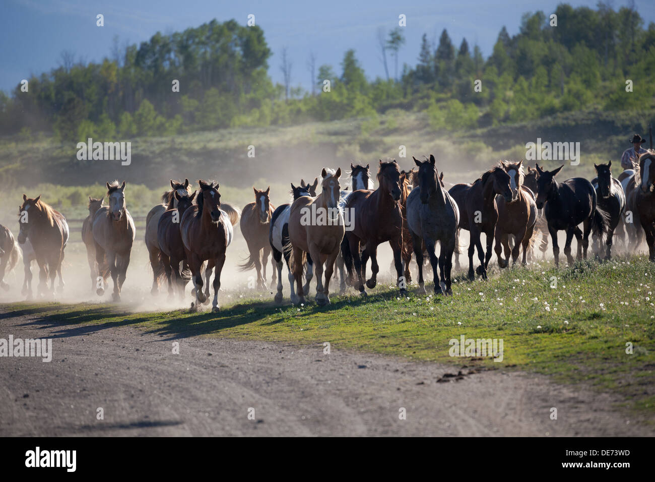 Le cow-boy l'arrondissement troupeau de chevaux sur ranch Banque D'Images