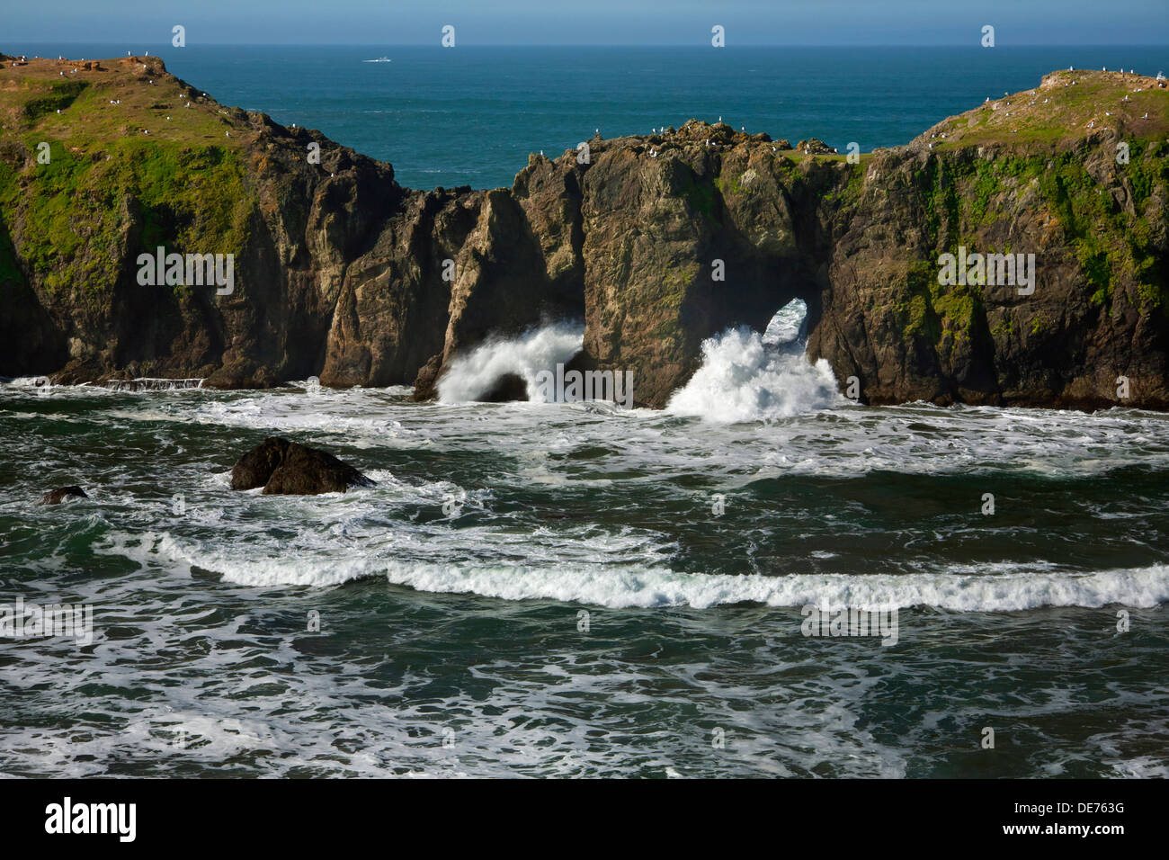 Ou01162-00...OREGON - vagues se briser à travers les arches naturelles dans la région de Elephant Rock off Point Coquille en Bandon. Banque D'Images