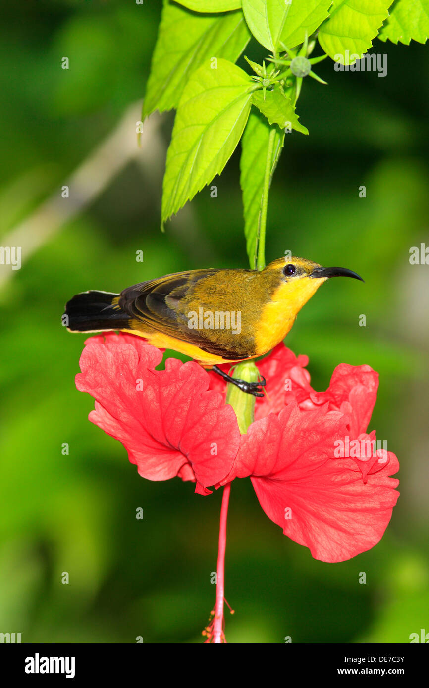 Femelle Sunbird à dos olive, Cinnyris jugularis sur une fleur d'hibiscus rose. Banque D'Images