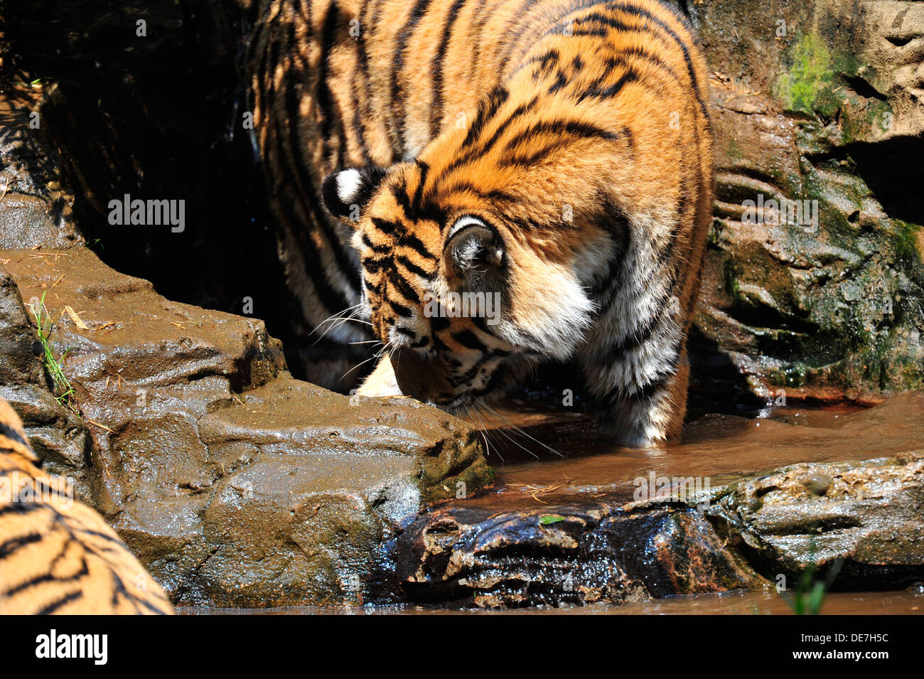 Tigre de Sibérie à la recherche de l'eau à Banque D'Images