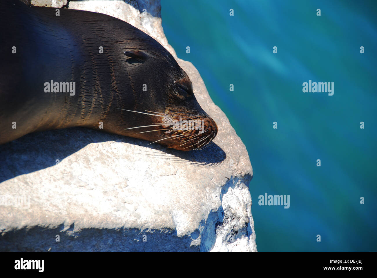 Un lion de mer dort sur un pas dans les Galapagos Banque D'Images