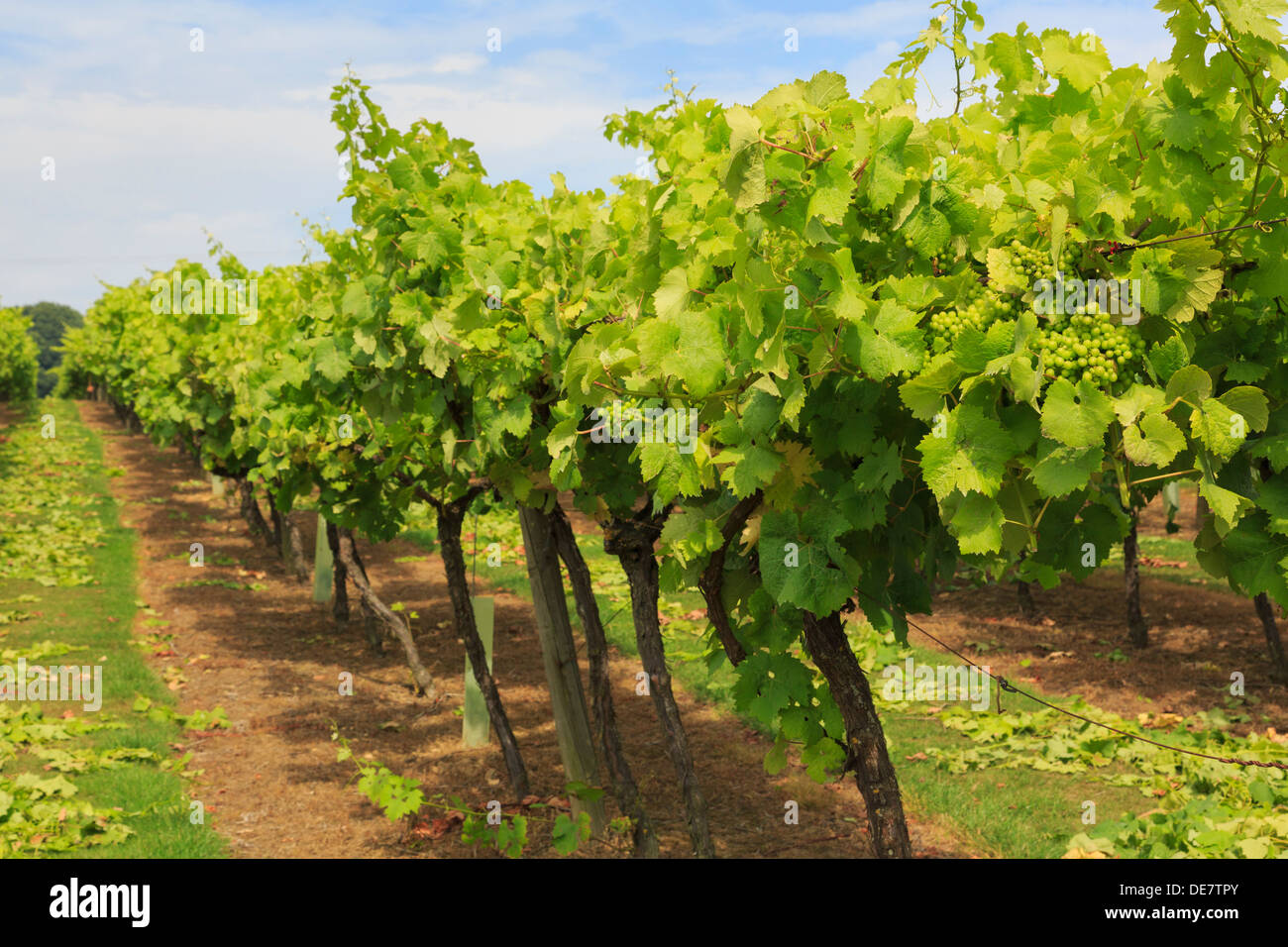 Rangées de vignes avec la maturation des grappes de raisin blanc croissant sur un vignoble à la fin de l'été saison à Cranbrook Kent Angleterre Royaume-uni Grande-Bretagne Banque D'Images