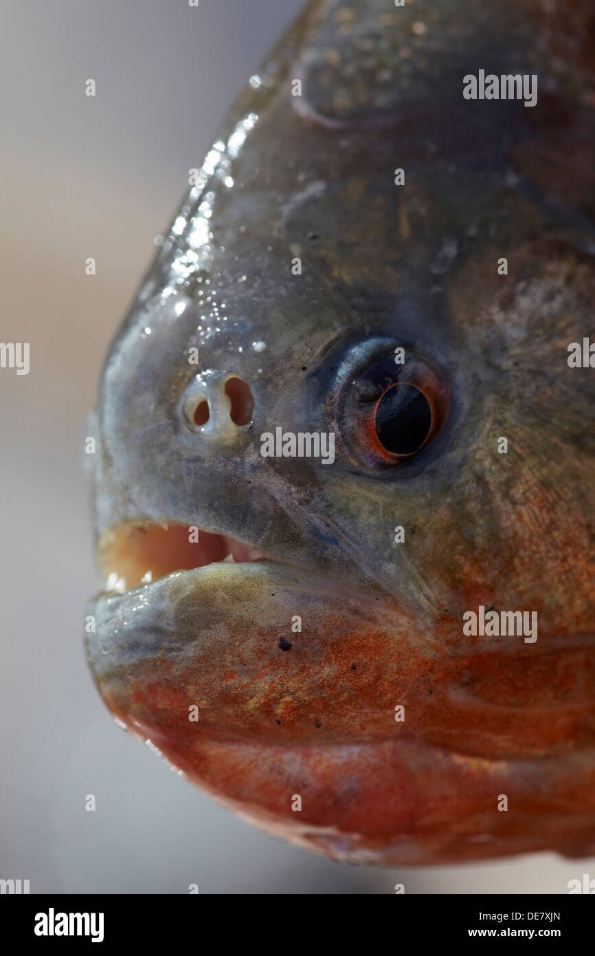 Le Piranha à ventre rouge, au Guyana, en Amérique du Sud Banque D'Images
