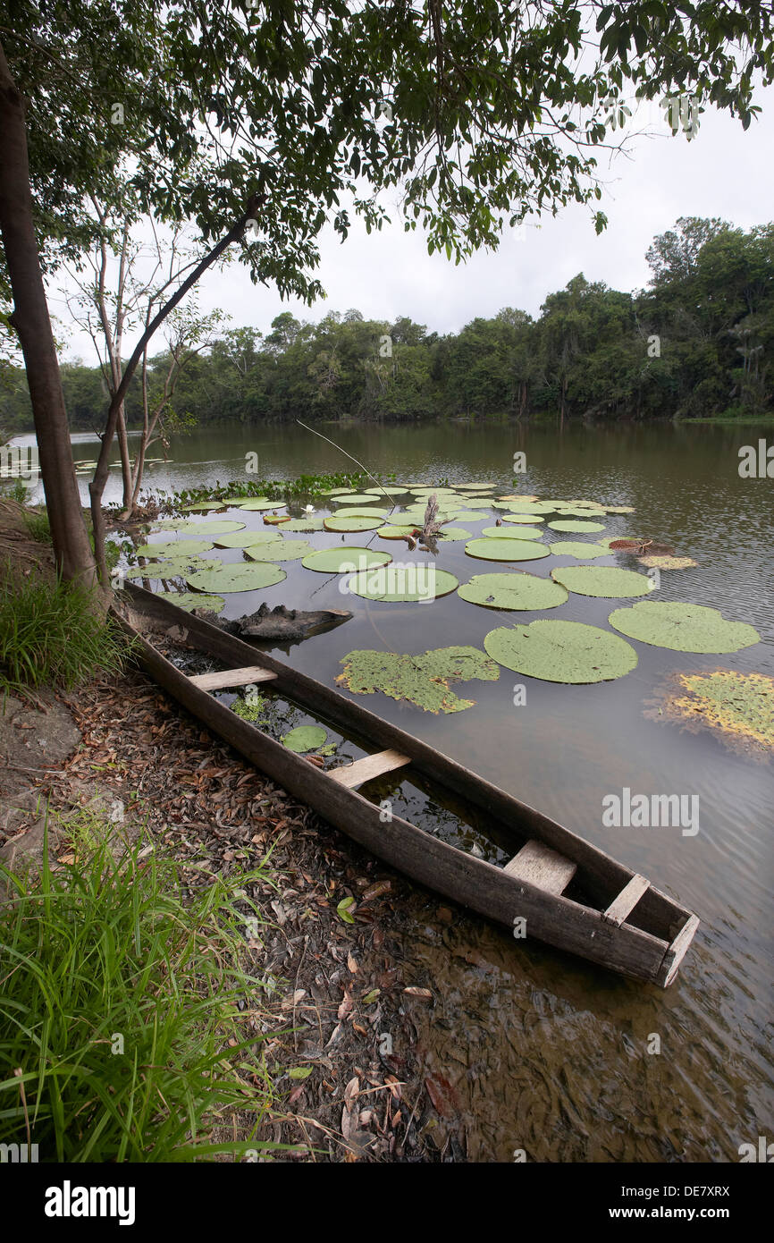 Canoës creusés dans l'eau et de Victoria de nénuphars sur un lac d'oxbow au large de la rivière Rewa, Rupununi, Guyana, en Amérique du Sud Banque D'Images