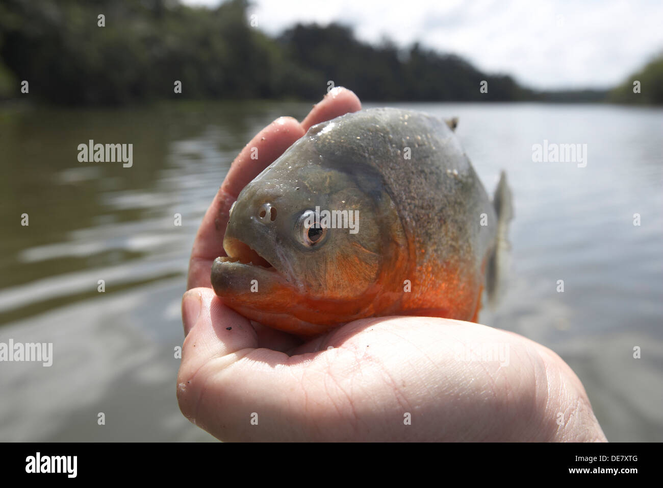 Le Piranha à ventre rouge dans une main pris dans un lac d'Oxbow, au large de la rivière Rewa, Guyana, en Amérique du Sud Banque D'Images