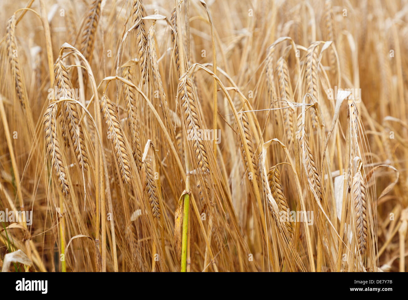 Près d'un champ de maïs mûr de la récolte céréalière de l'orge (Hordeum vulgare) à la fin de l'été saison des récoltes sur une ferme dans le Kent, Angleterre, Royaume-Uni, Angleterre Banque D'Images