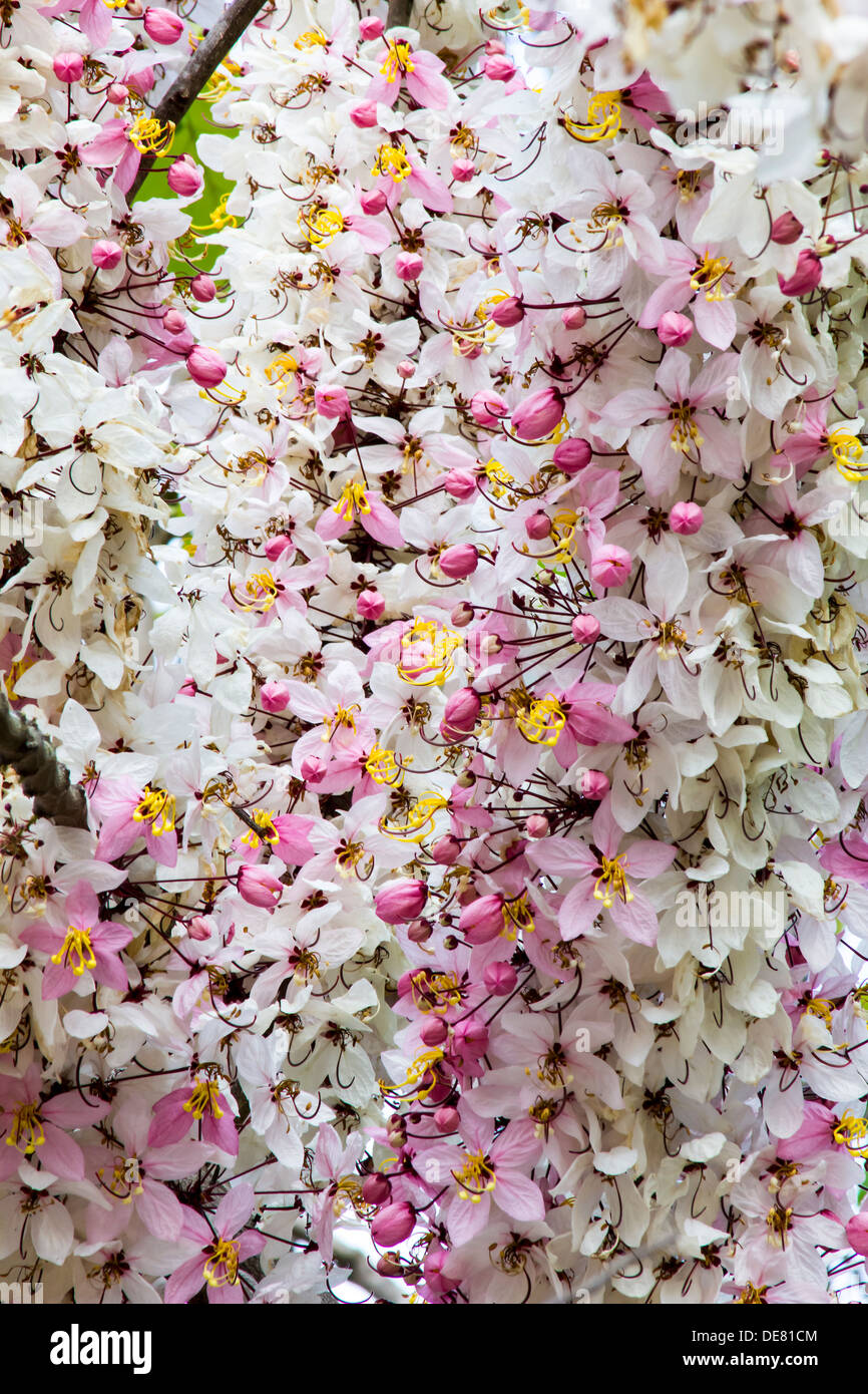 Fond beau beauté fleur botanique botanique carte lumineuse branche libre couleur coloré mignon décoration décoratif Banque D'Images
