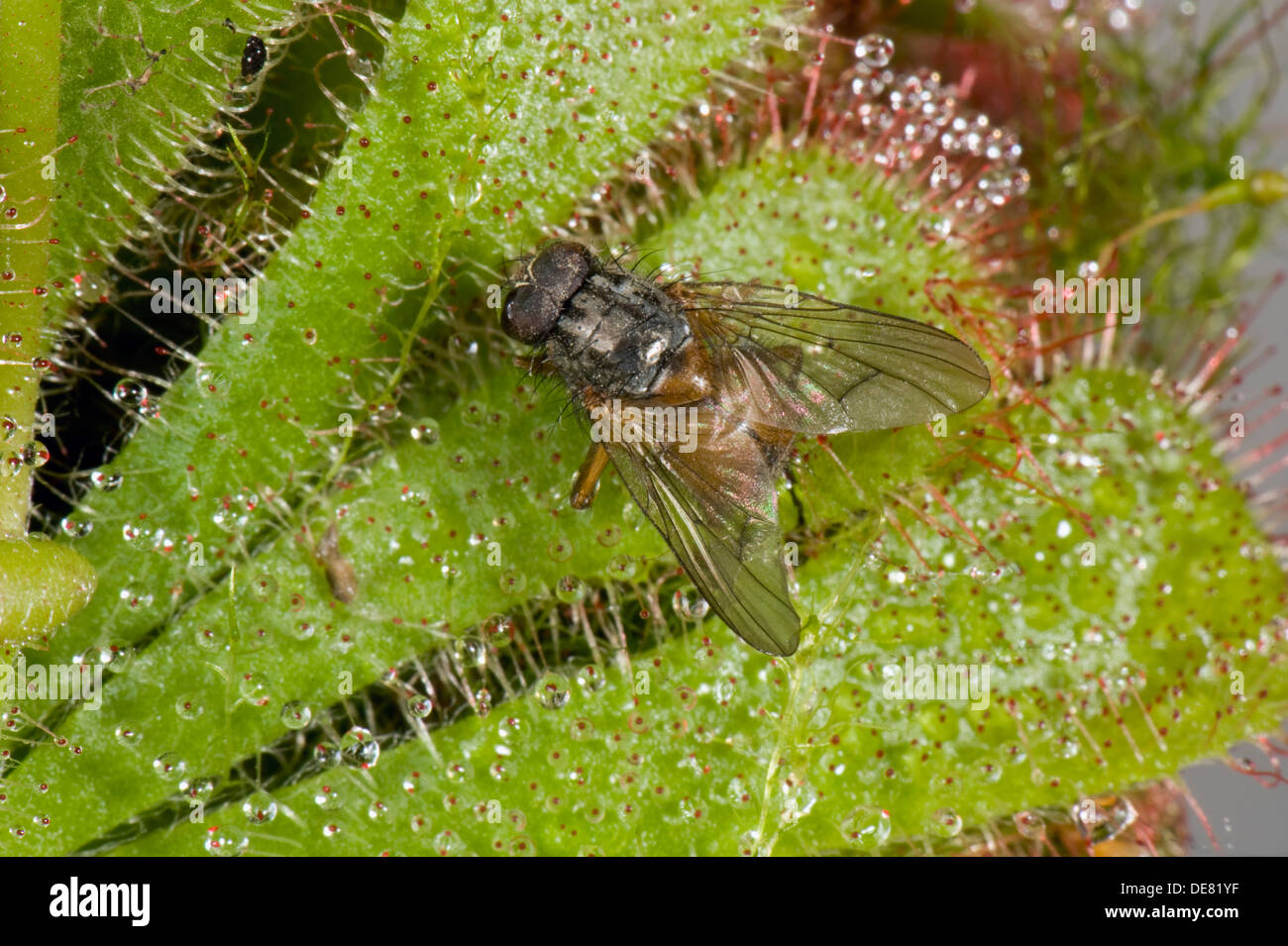 Une mouche pris sur les poils collants d'un sundew Drosera aliciae,, une plante carnivores des tourbières et marais Banque D'Images