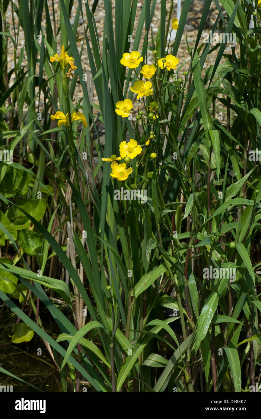 Une plus grande spearwort, Ranunculus lingua, la floraison dans un étang de jardin Banque D'Images