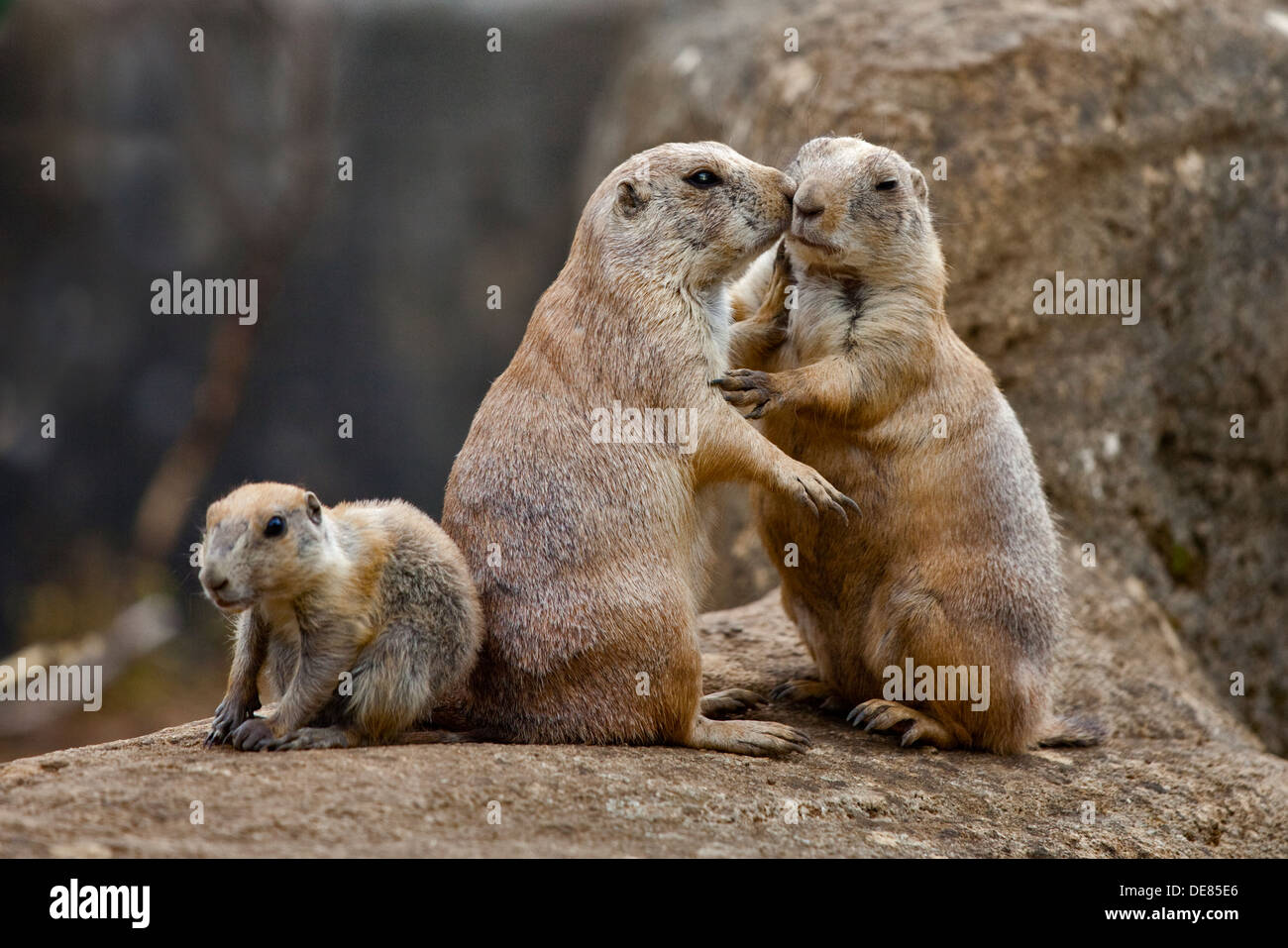 Chien de prairie à queue noire (Cynomys ludovicianus) famille Banque D'Images