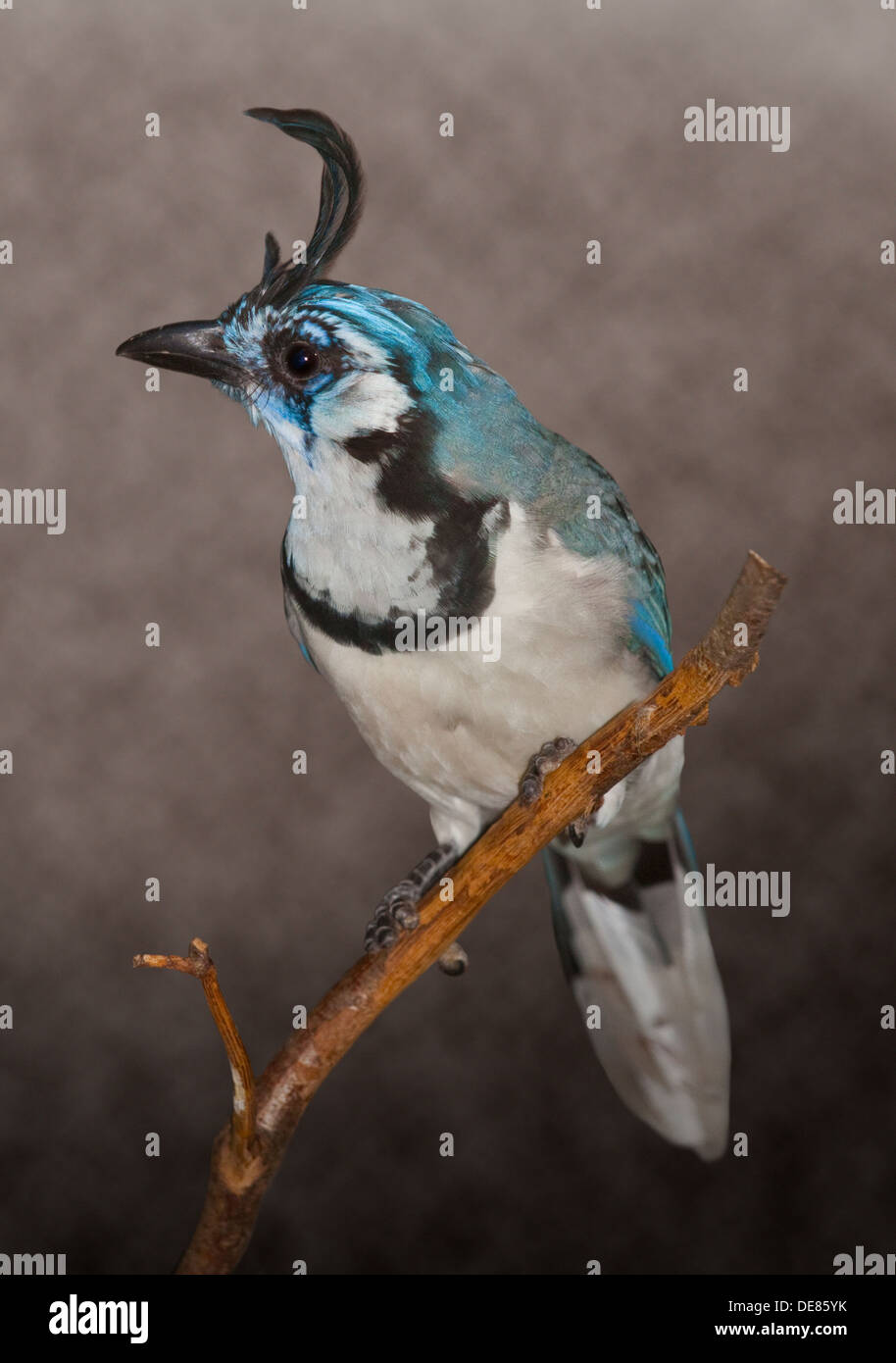 Magpie à gorge blanche Jay (calcocitta formosa) Banque D'Images