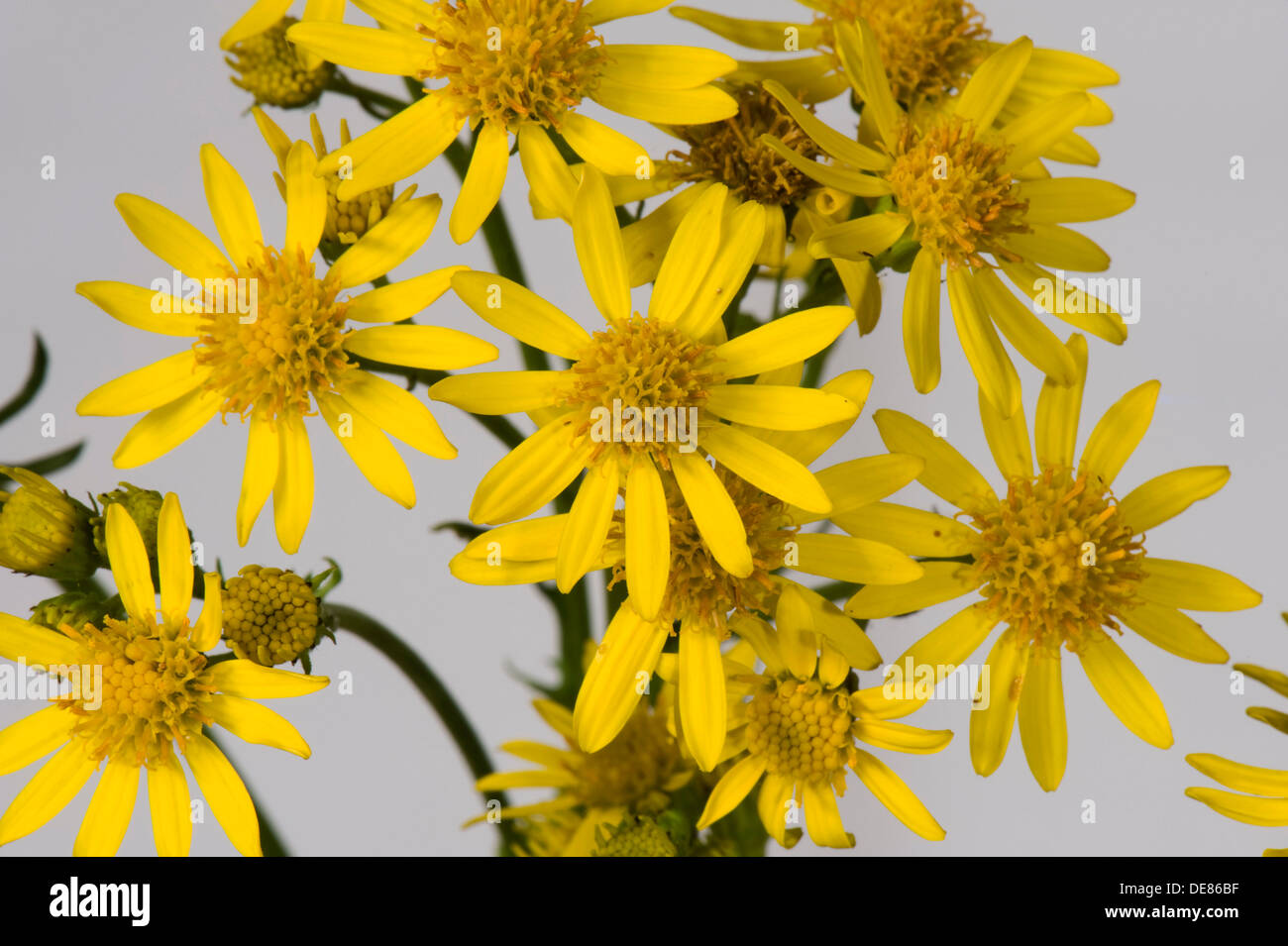 Jacobaea vulgaris, Séneçon, fleurs Banque D'Images