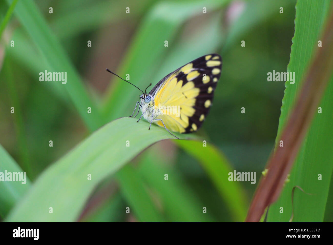 Joli papillon jaune sur une feuille verte Banque D'Images