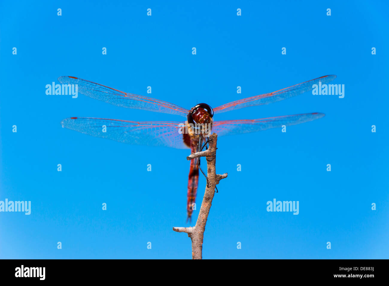 Vue frontale d'une Libellule rouge perché sur une branche contre un fond de ciel bleu Banque D'Images