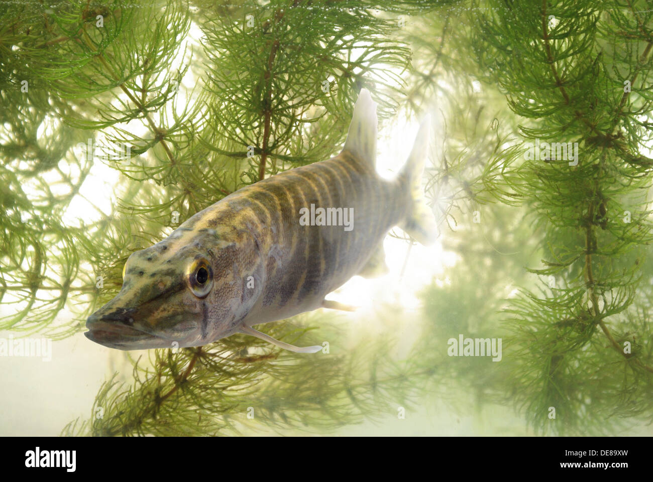 La natation dans l'eau luce prédatrices Banque D'Images