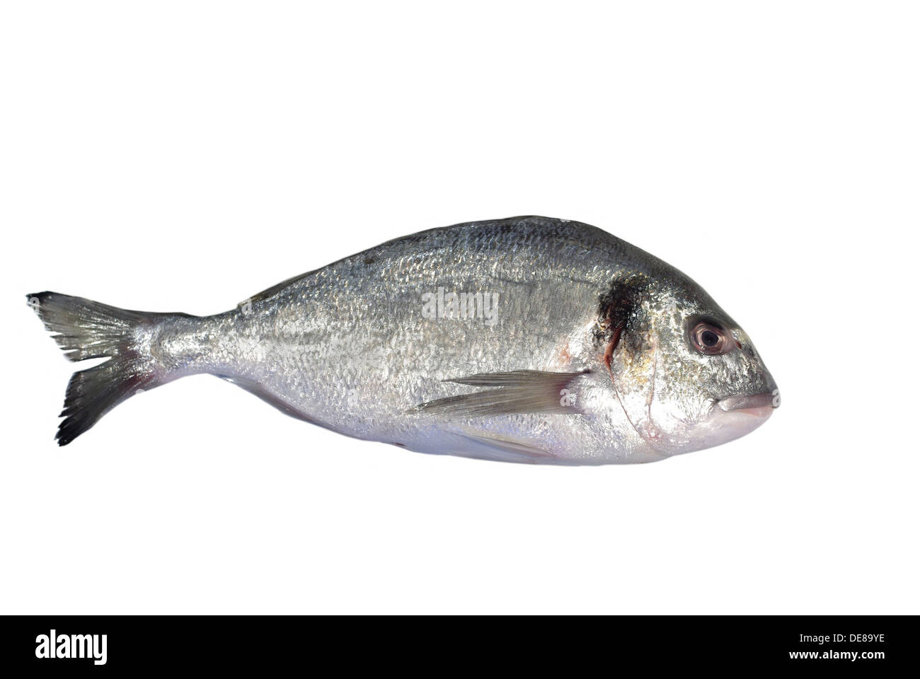 Dorade royal Banque de photographies et d’images à haute résolution - Alamy