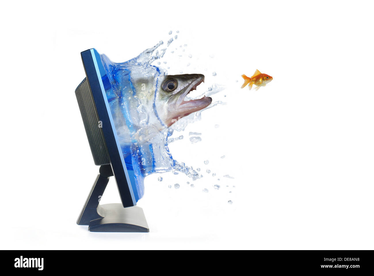 Dans la région de Chase pour poisson d'or Banque D'Images