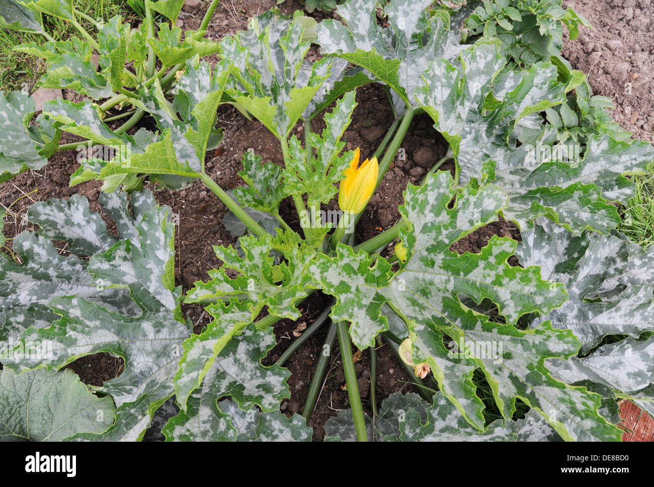 Une plante en fleurs de courgette avec de grandes feuilles à motifs. Banque D'Images Une plante en fleurs de courgette avec de grandes feuilles à motifs. Banque D'Images