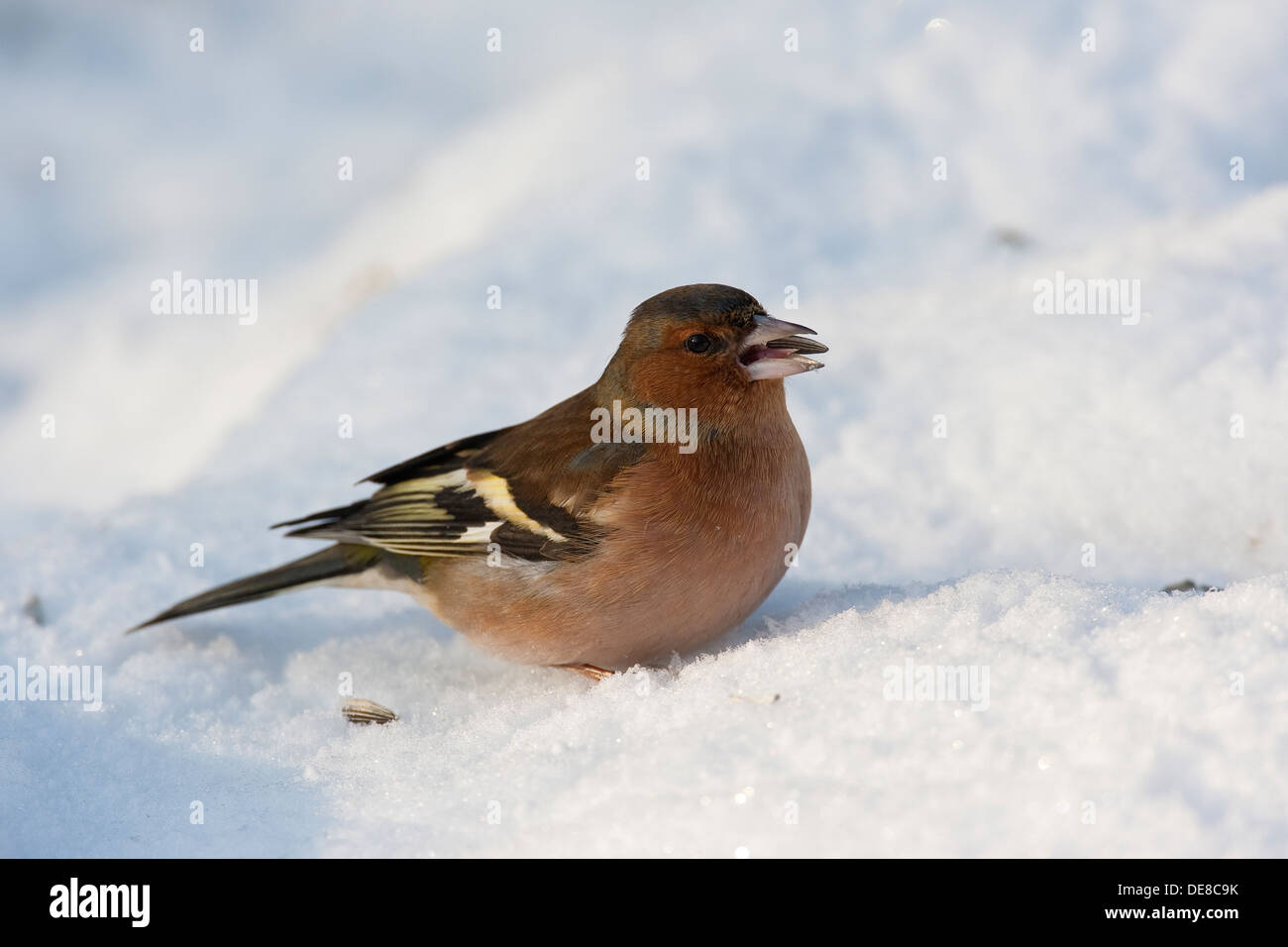 Chaffinch, homme, Buchfink, Buch-Fink, Männchen, Fringilla coelebs, hiver, neige, neige Banque D'Images