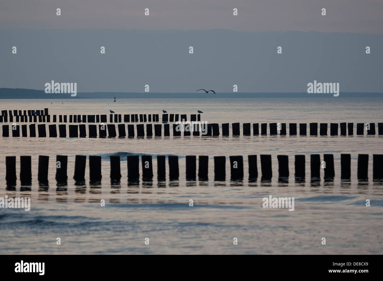 Mer Baltique, brise-lames, de l'aine, jetty, protection du littoral, la protection des rives, littoral, mer, Buhnen Lahnungen, Lahnungsreihen, Banque D'Images