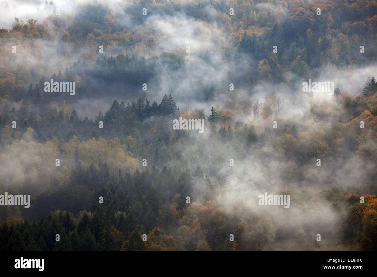 Gaggenau, Allemagne, forêt dans la brume Banque D'Images
