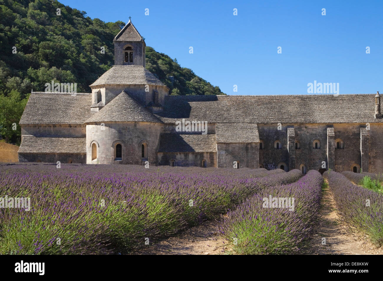 Champ de lavande à l'Abbaye de Sénanque en Vaucluse, Provence, France. Banque D'Images
