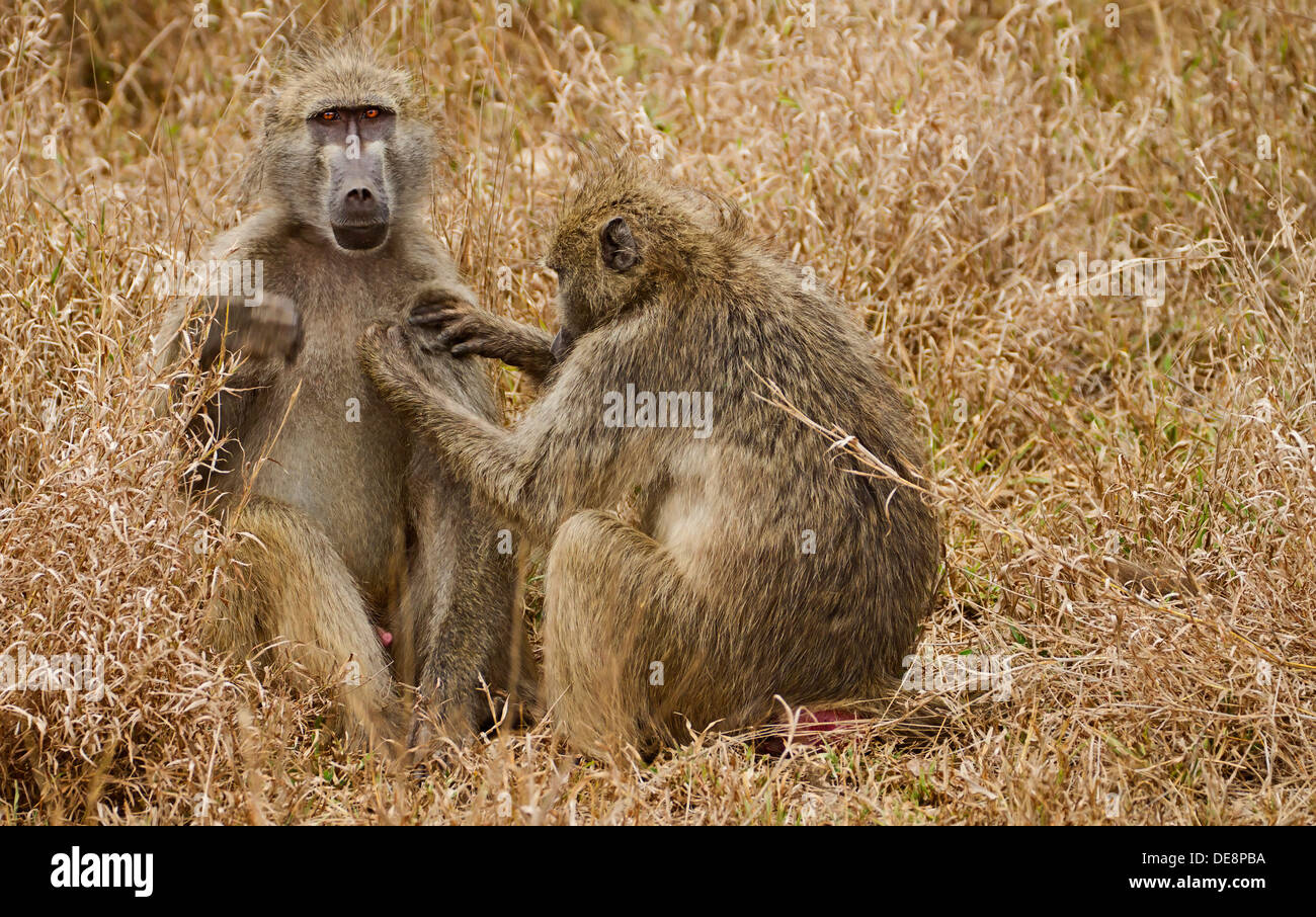 Le toilettage des babouins Chacma, Kruger National Park Banque D'Images
