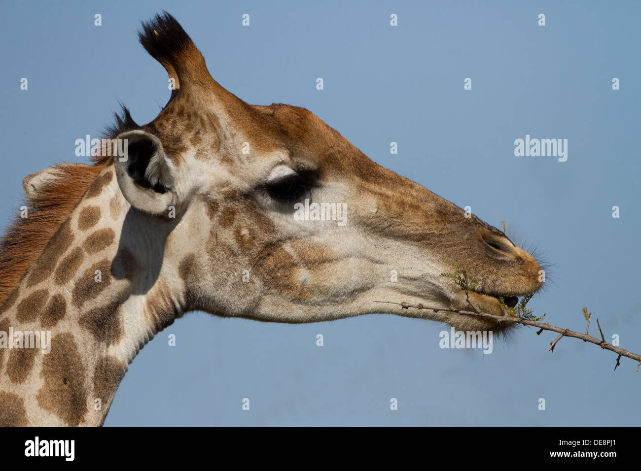 L'alimentation dans la girafe Parc Kruger, Afrique du Sud Banque D'Images