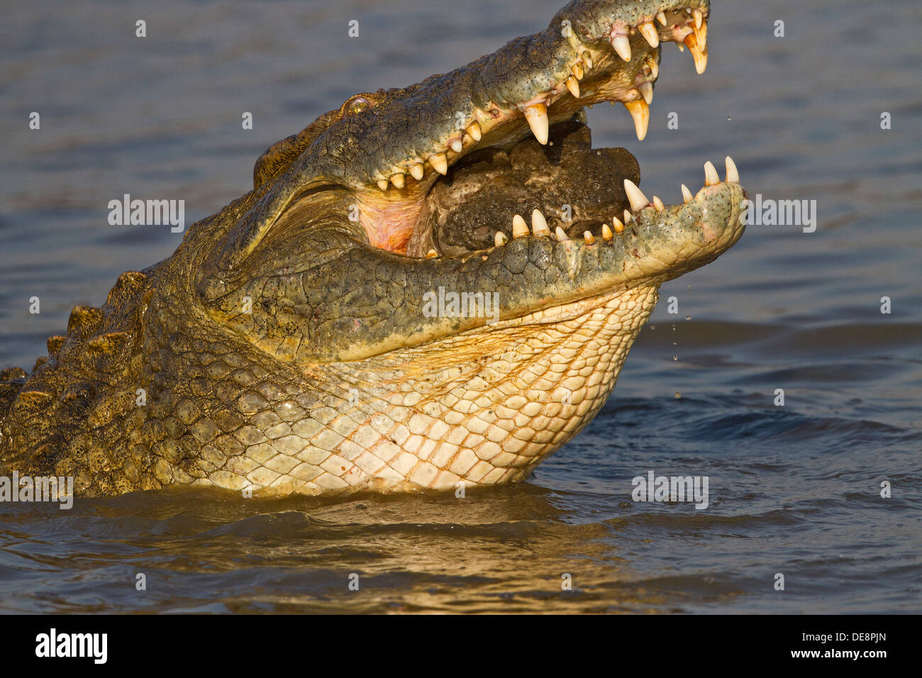 Pied de crocodile du nil Banque de photographies et d’images à haute